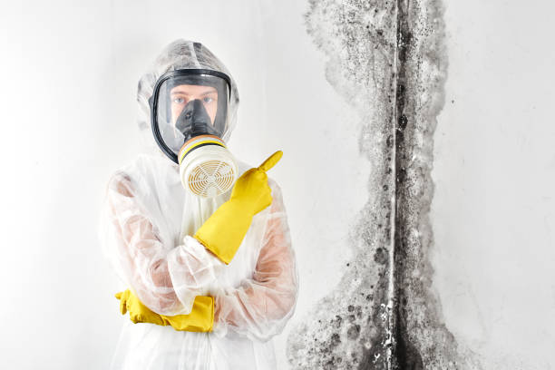 Best Emergency Mold Remediation in Alton, IL